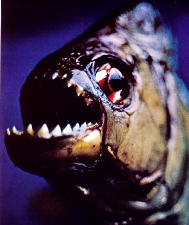Le remake de PIRANHA réalisé par Alexandre Aja sera tourné en 3D ! (suite ci-dessous)-