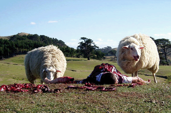 THE BLACK SHEEP