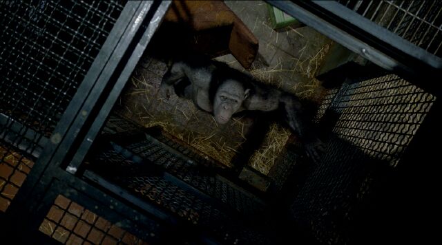 La planète des singes : les origines