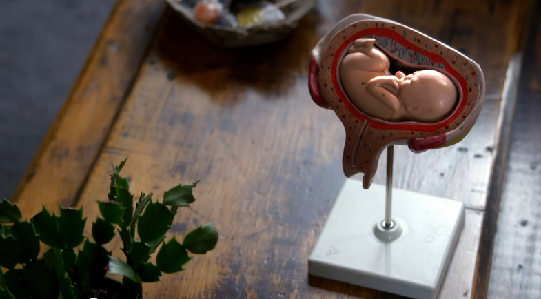 voir ci-dessous la bande-annonce