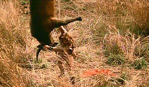 La Revanche de Samson (Samson dan Delilah) 1987