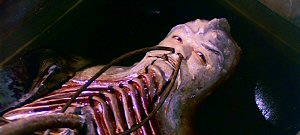 Le continent des hommes-poissons