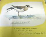 "Regarde maman ! Sans les mains" ! Une autre des passions de Peter Cushing, observer et dessiner des oiseaux. Ces dessins sont exposés au Musée de Whitstable.
