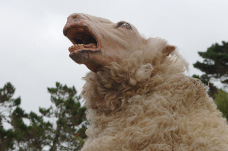 Next Entertainment (Massacre à la tronçonneuse, Hostel) va produire "'Violence of the Lambs" pour Dimension, qui reprendrait une thématique à la "Planète des singes", et où les animaux se révoltent contre l'Homme....