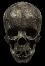 Vous pouvez voir  chaque jour les nouvelles images de notre site en allant sur l'onglet "Nouvelles images" qui se trouve en bas à gauche de la page d'affichage sous "Recherche avancée"