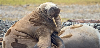 Kevin Smith ("Scream 3") revient au film d'horreur avec "Tusk", en préproduction (voir ci-dessous).