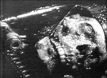 Caltiki, le monstre immortel