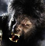 Wolfman