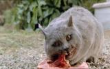 Un nouveau scénariste pour le remake de SIMETIERRE (voir ci-dessous)