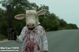 Signée par Michael Wright, "Mad Cow" est une nouvelle comédie d'horreur, se voulant dans la lignée de "Scary Movie" et "Shaun of the Dead" (voir ci-dessous)
